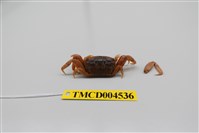 藏品(萬歲大眼蟹)的圖片